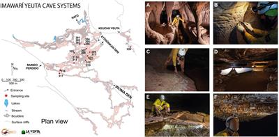 Insights into the microbial life in silica-rich subterranean environments: microbial communities and ecological interactions in an orthoquartzite cave (Imawarì Yeuta, Auyan Tepui, Venezuela)